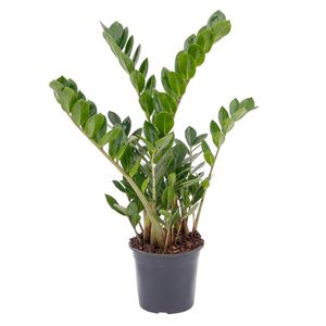 Zamioculcas Pote 9 com 1 un