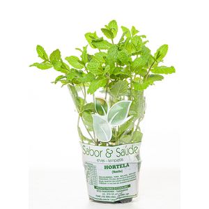 Ervas Aromáticas Sabor & Saúde