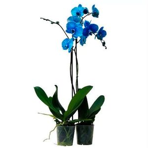 Flor Orquídea Phalaenopsis Azul 2 Hastes Pote 12 com 1un
