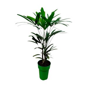Planta Palmeira Raphis Pote17 com 1un