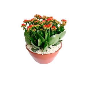 Flor Kalanchoe Pote15 com 1un