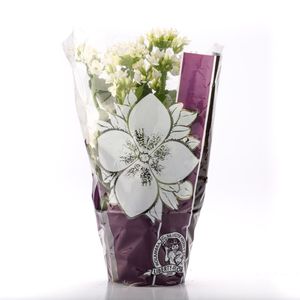 Flor Kalanchoe Pote 11
