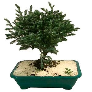 Planta Bonsai Jovem