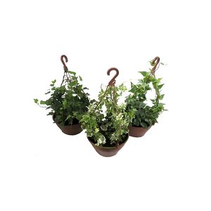 Planta Hedera Variada Cuia 21 com 1un