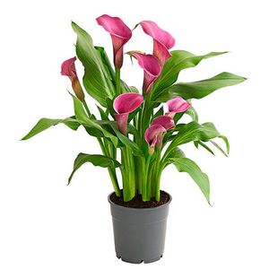 Flor Calla Colorida Pote14 - 1Un