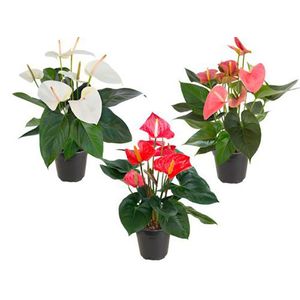 Flor Anthurium Variado Pote 09 Com 1un
