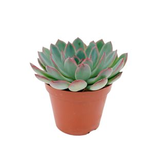Planta Echeveria Cuia21- 1Un