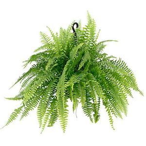 Planta Samambaia Floriane Cuia21 com 1un