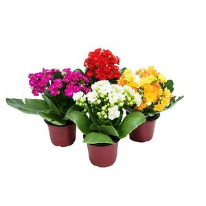 Flor Mini Kalanchoe Dobrado Pote 6 - 1un