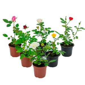 Flor Roseira Mini Pote15 com 1un