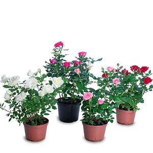 Flor Mini Roseira Pote06 - 1un