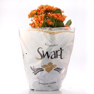 Flor Kalanchoe Pote 15 com 1Unidade