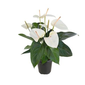 Flor Anthurium Sumi Pote17 com 1un