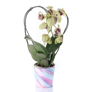 Flor Orquídea Phalaenopsis Coração Pote12 com 1un