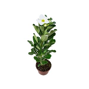 Flor do Deserto Pote 11