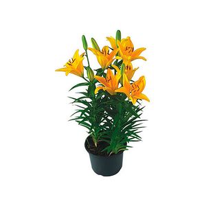 Flor Lírio Tiny Bee Pote 15 com 1un