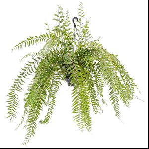 Planta Samambaia Holandesa Cuia25 com 1un