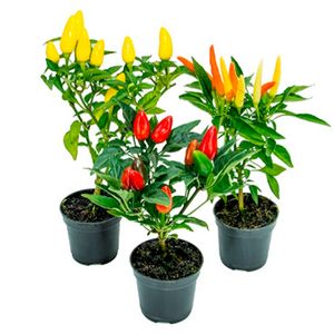 Planta Pimenta Ornamental Pote06 com 1un