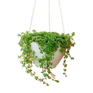 Planta Barba de Moisés Cuia21 com 1un