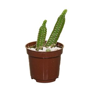 Planta Mini Cactus Pote Nº 06 1 Unidade