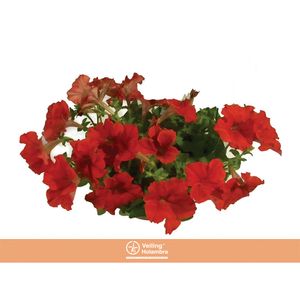 Flor Petúnia Multflor Cuia 21 com 1un