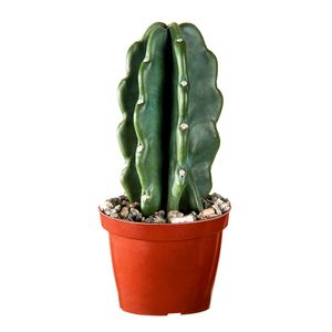 Planta Mandacaru Sem Espinhos Pote11 com 1un