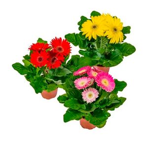 Flor Gerbera Pote14 - 1un