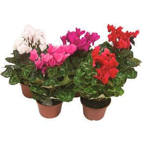 Flor Mini Cyclamen Pote11 - 1un