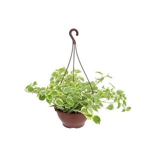 Planta Peperomia Scandens Cuia21 com 1un