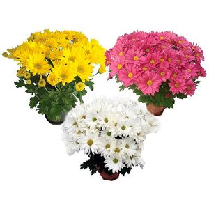 Flor Mini Crisântemo Pote11 com 1un