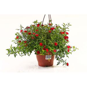 Flor Roseira Variada Pendente Pote20 com 1un