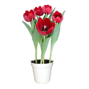 Flor Tulipa Vermelha Pote 12