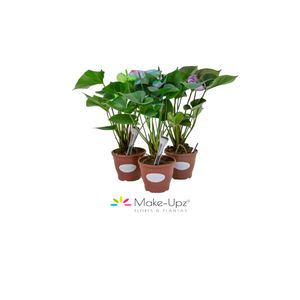 Flor Anthurium Basicz Make Upz Pote 09 com 1un
