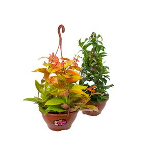Planta Ora Pro Nobis Variado Cuia 13 com 1un