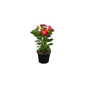 Flor Rosa do Deserto Pote 15 com 1un
