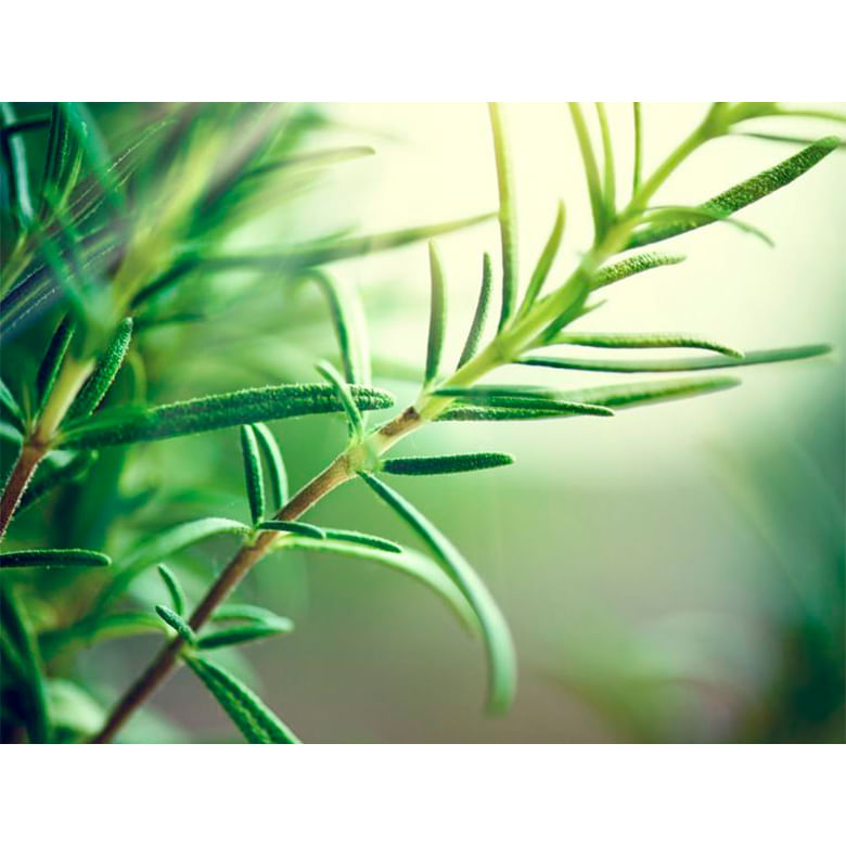 propolis-verde1
