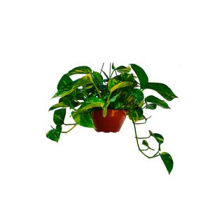 Planta Jibóia Verde Cuia 21