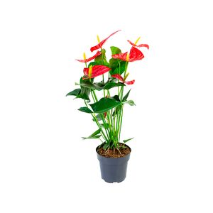 Flor - Anthurium Oregon / Michigan P17 Premium - 1un