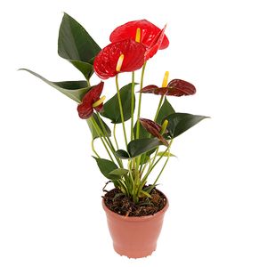 Flor Anthurium Variado Pote12 com 1un