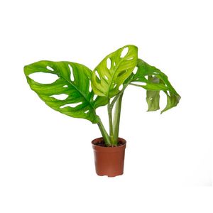 Planta Monstera Obliqua Adansonii Pt06 1un