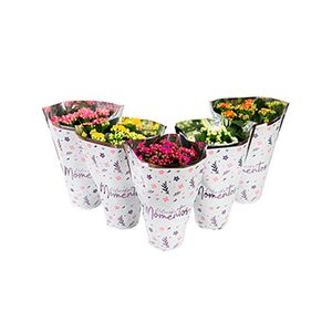 Flor Kalanchoe Dobrado Momentos Pote 11 - 1un