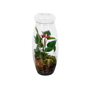 Planta Terrário Anthurium Decorado 1un
