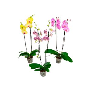Flor Orquídea Phalaenopsis 2ht Pote12 - 1un