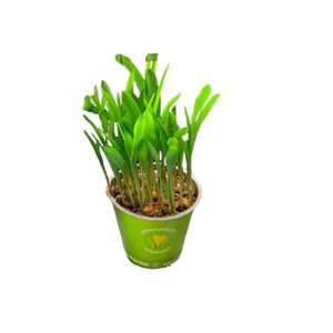 Planta - Graminha Pet-Zea Mays Vaso Biodegradável Pote 10 1un