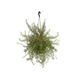 Planta Alecrim Cuia 21 - 1un