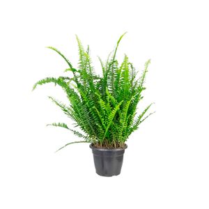 Planta Samambaia Emerald Queen Cuia17 - 1un