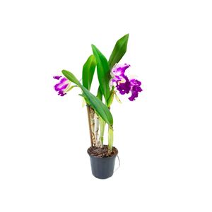 Flor Orquídea Cattleya Pote 15 com 1un