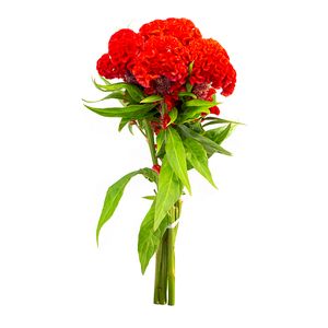 Flor Poética Celósia Variado 1 maço