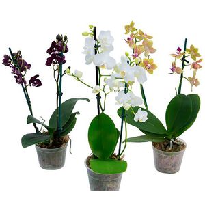 Flor Mini Orquídea Phalaenopsis Plástico Pote09 com 1un