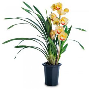 Flor Orquídea Cymbidium 1 Haste com 1un